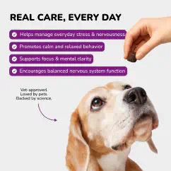 Dog looking at Calm Soft Chew with key benefits listed