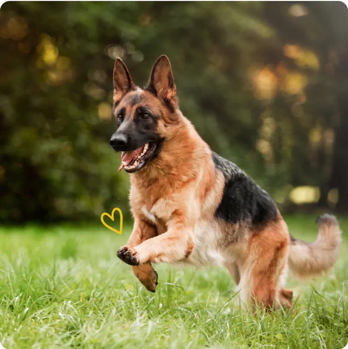 A German Shepherd running joyfully on a green field