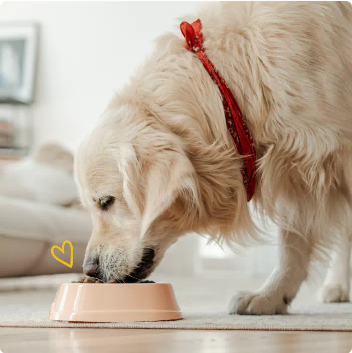 Golden Retriever wearing a red bandana eating from a beige food bowl indoors