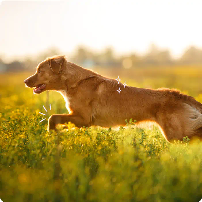 a dog running in a sunny field, showing a healthy and shiny coat