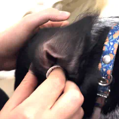 Product’s suggested use shown with woman cleaning dog’s ear