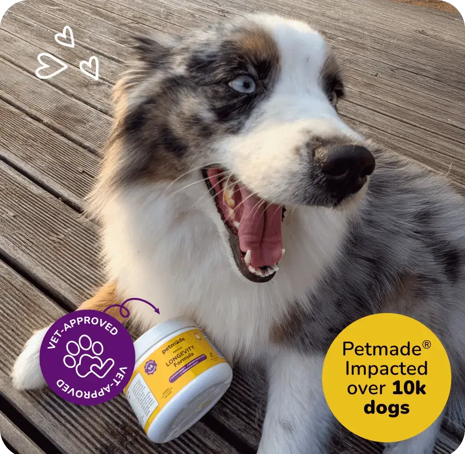 Border Collie with PetMade Longevity Formula dog supplement, trusted by over 10k dogs