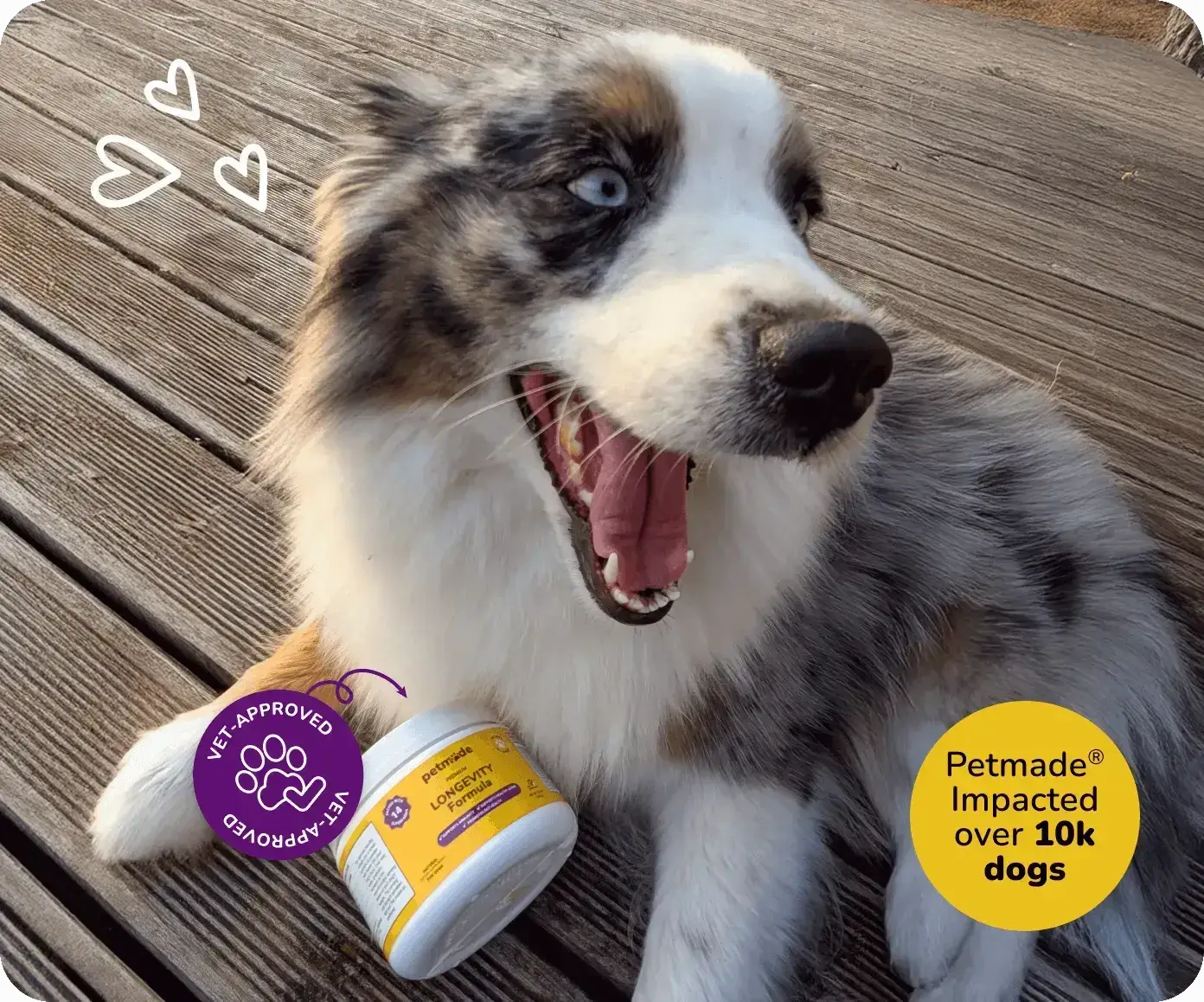 Border Collie with PetMade Longevity Formula dog supplement, trusted by over 10k dogs