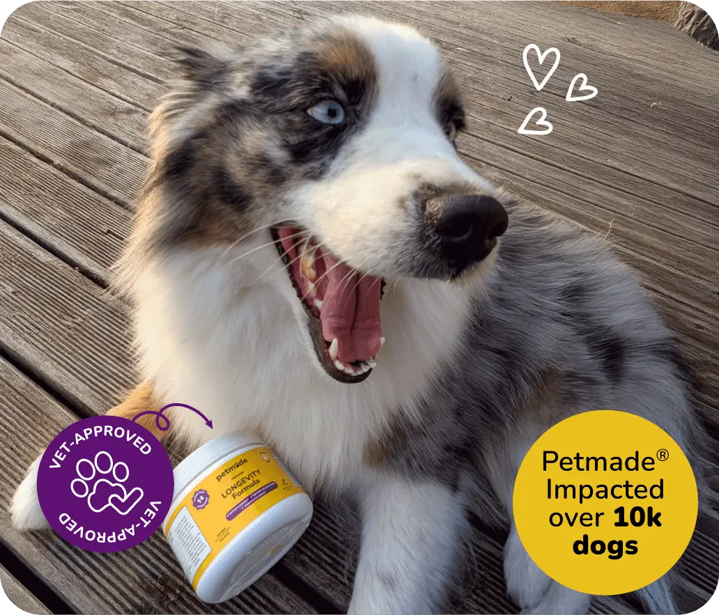 Border Collie with PetMade Longevity Formula dog supplement, trusted by over 10k dogs
