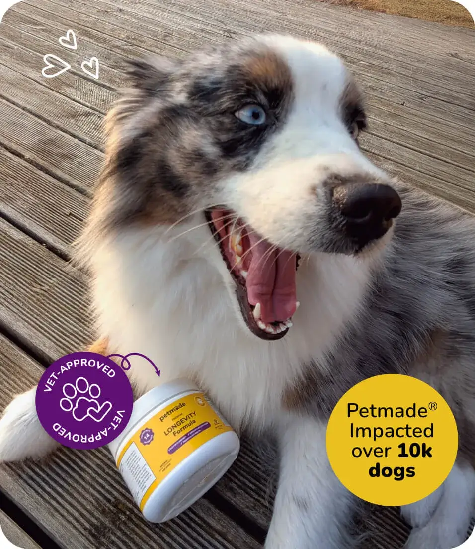 Border Collie with PetMade Longevity Formula dog supplement, trusted by over 10k dogs