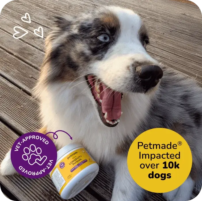 Border Collie with PetMade Longevity Formula dog supplement, trusted by over 10k dogs