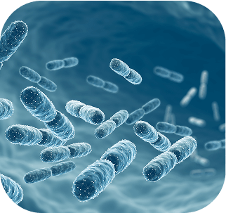Microscopic view of gut bacteria