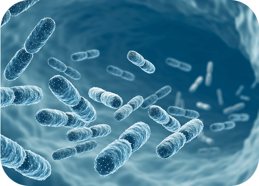 Microscopic view of gut bacteria