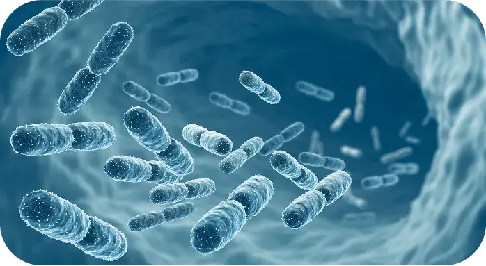 Microscopic view of gut bacteria