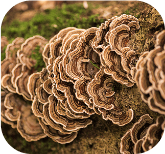 Close-up of Turkey Tail mushrooms used for immune support