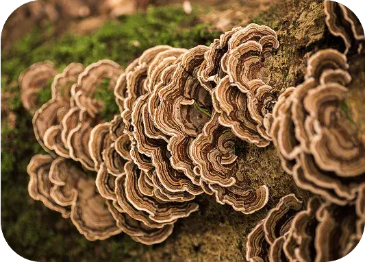 Close-up of Turkey Tail mushrooms used for immune support