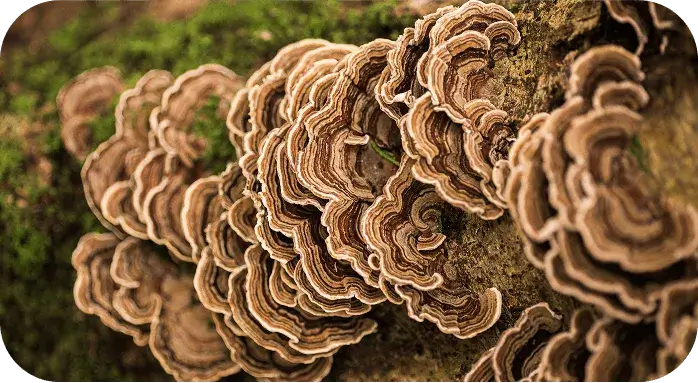 Close-up of Turkey Tail mushrooms used for immune support