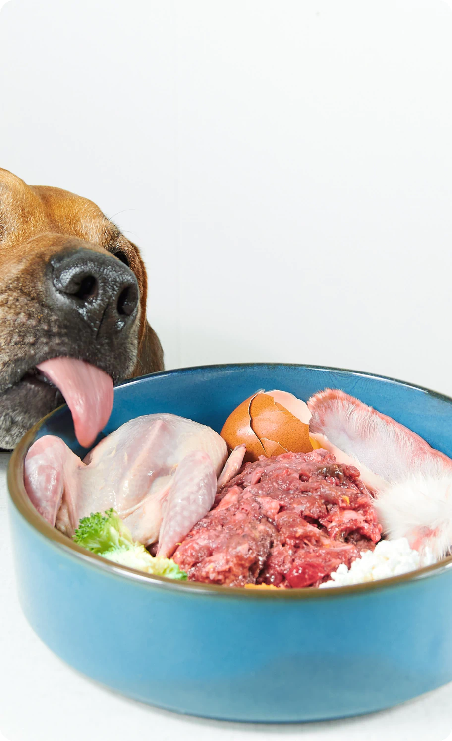 hungry dog