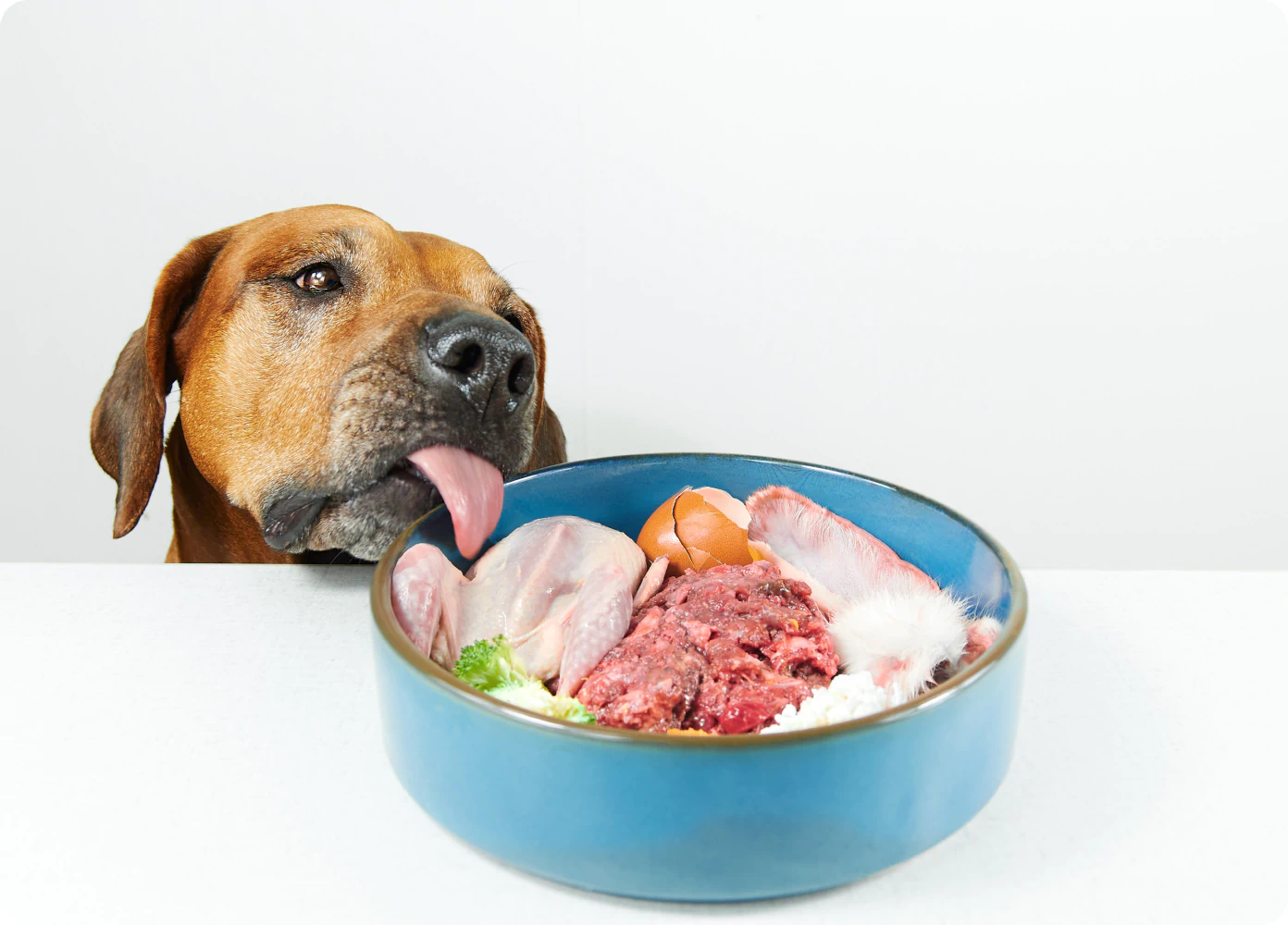 hungry dog