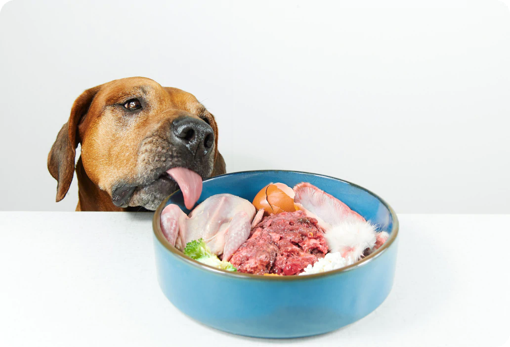 hungry dog