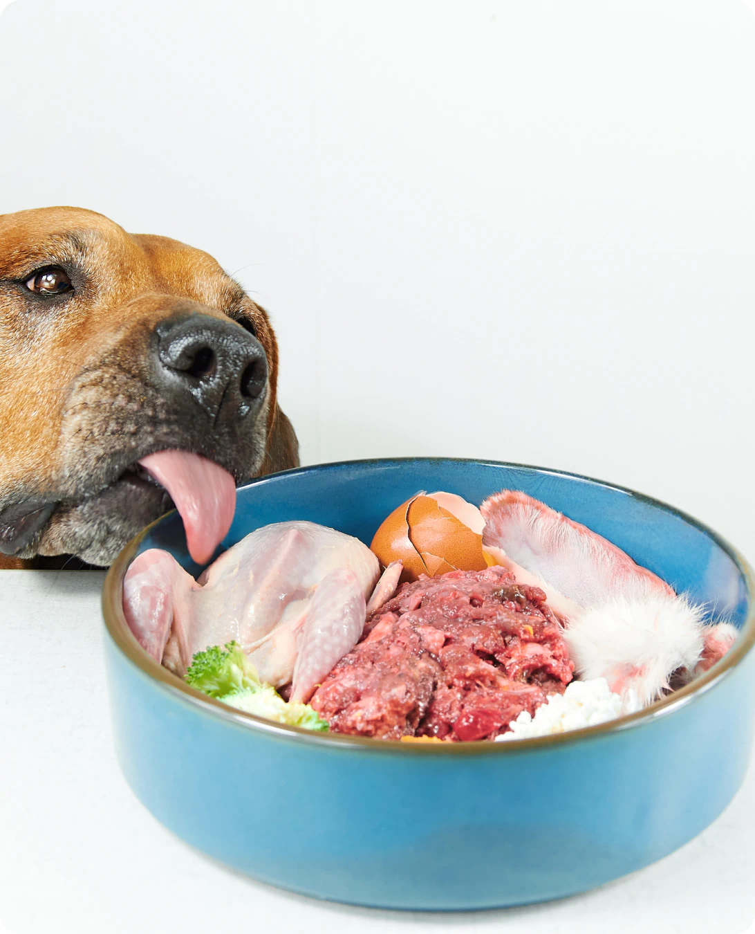 hungry dog