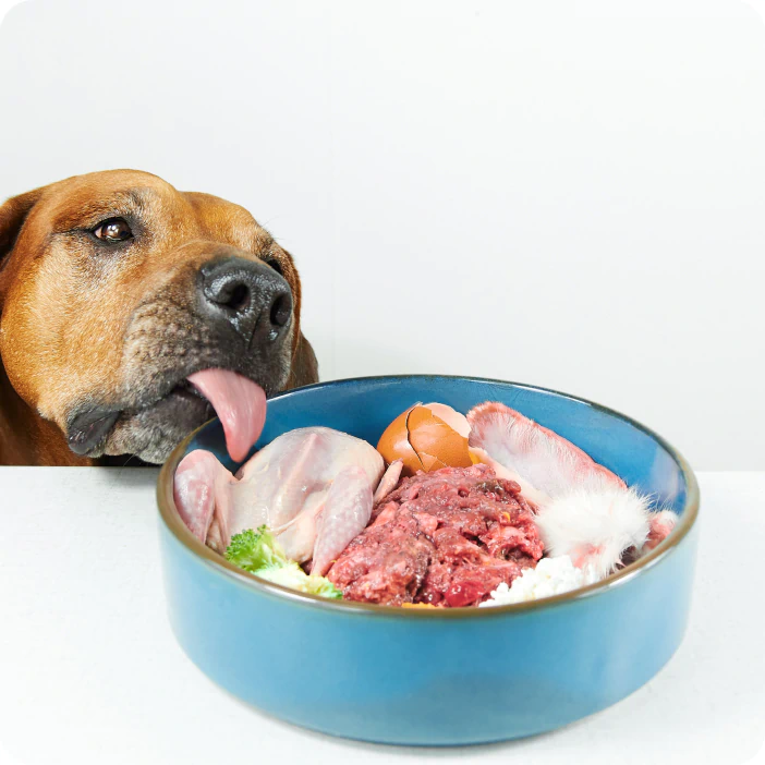 hungry dog