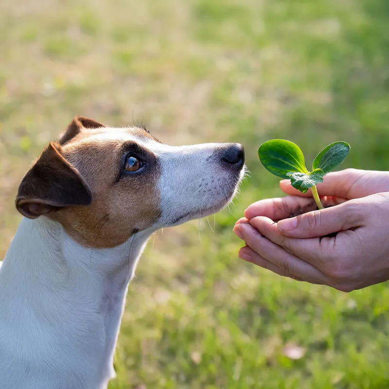 Curious Jack Russell Terrier sniffing a small green plant