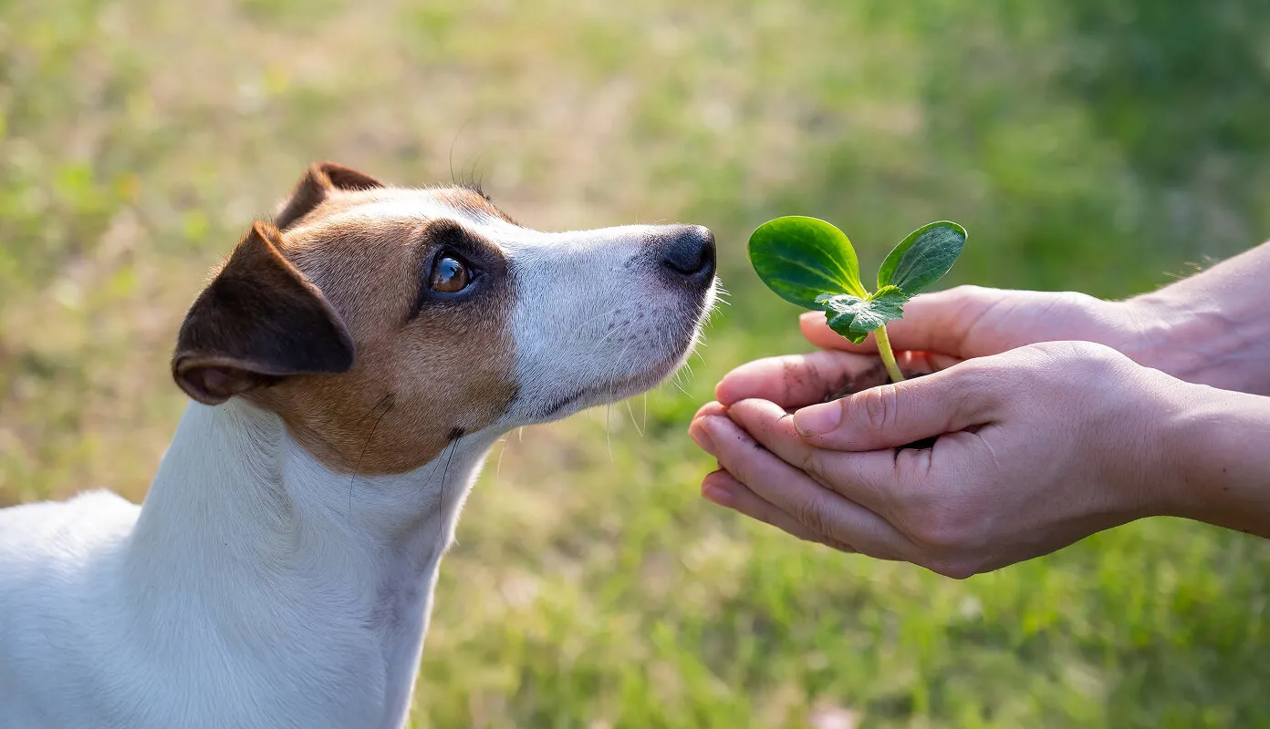 Curious Jack Russell Terrier sniffing a small green plant